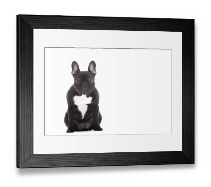 Framed Print : Happy dog photographed in the studio on a white background Framed Print : Happy dog photographed in the studio on a white background
