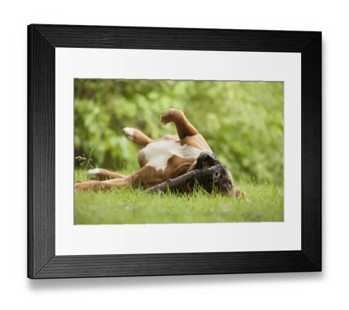 Framed Print : Happy dog photographed outside in the forest Framed Print : Happy dog photographed outside in the forest