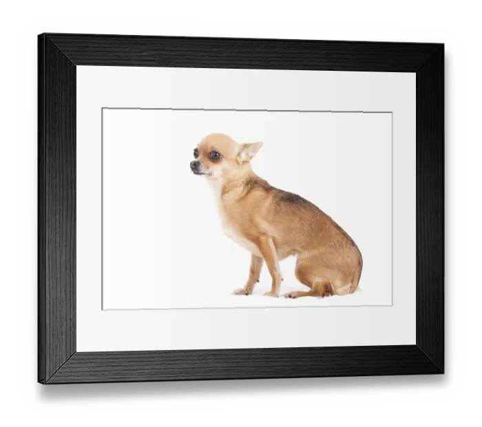 Framed Print : Happy dog photographed in the studio on a white background Framed Print : Happy dog photographed in the studio on a white background