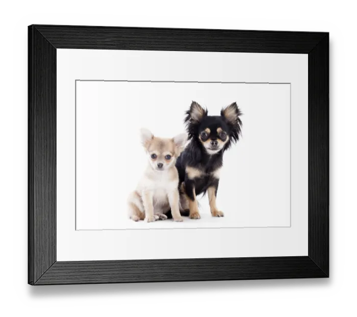 Framed Print : Happy dog photographed in the studio on a white background Framed Print : Happy dog photographed in the studio on a white background