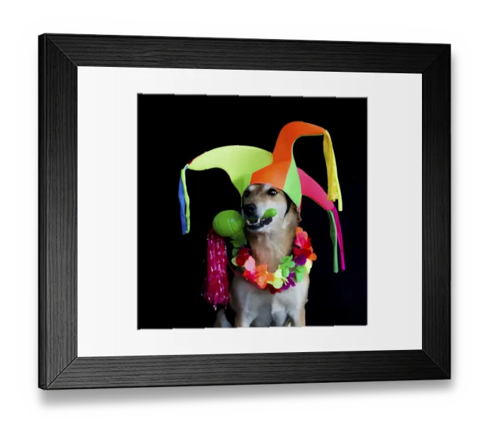 Framed Print : Portrait of a mongrel dog with harlequin hat