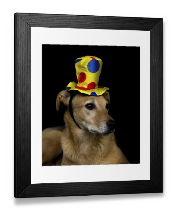 Framed Print : Portrait of mongrel dog with yellow hat with colorful polka dots on black background