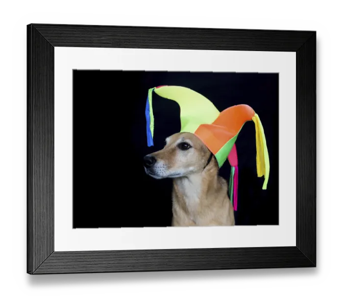 Framed Print : Portrait of a mongrel dog with harlequin hat on black background