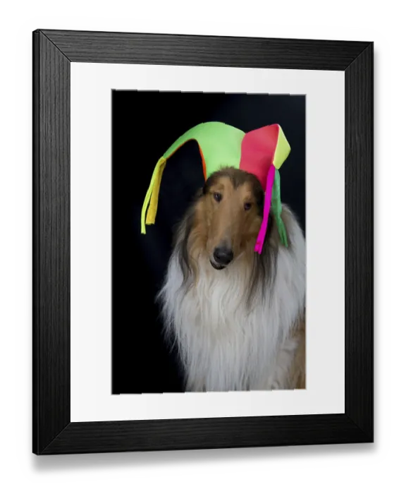 Framed Print : Portrait of a long-haired collie with a harlequin hat Framed Print : Portrait of a long-haired collie with a harlequin hat