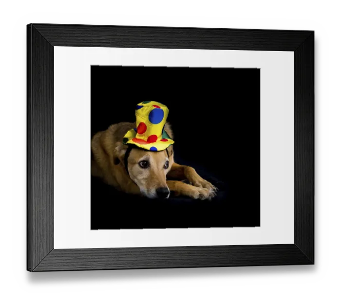 Framed Print : Portrait of mongrel dog with yellow hat with colorful polka dots on black background