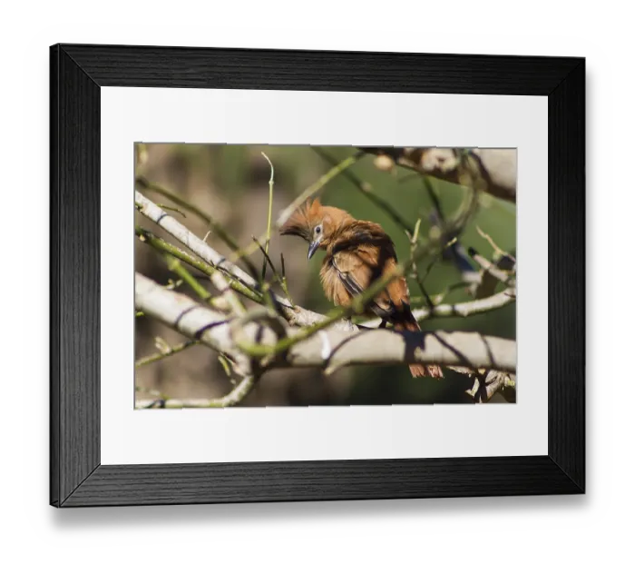 Framed Print : Pseudoseisura lophotes, bird that inhabits South America