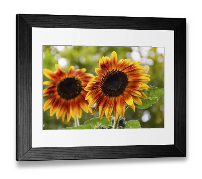 Framed Print : Red sunflowers on the plant in spring