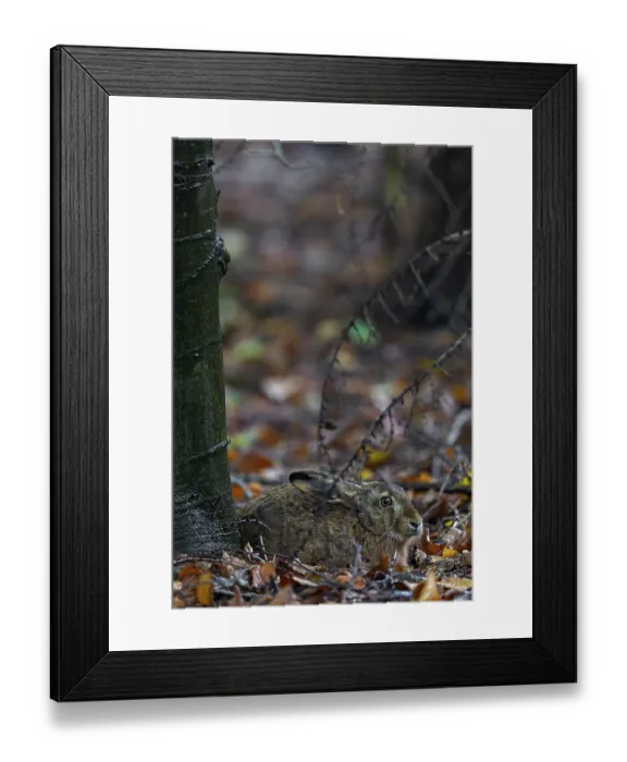 Framed Print : The brown hare (Lepus europaeus) uses its mare over a longer period of time Framed Print : The brown hare (Lepus europaeus) uses its mare over a longer period of time