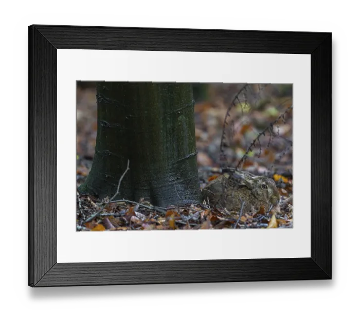Framed Print : Brown hares (Lepus europaeus) spend many hours in their hutch Framed Print : Brown hares (Lepus europaeus) spend many hours in their hutch