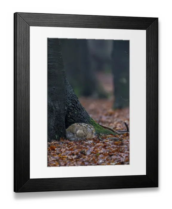 Framed Print : European hare (Lepus europaeus) in its nest on the trunk of a copper beech