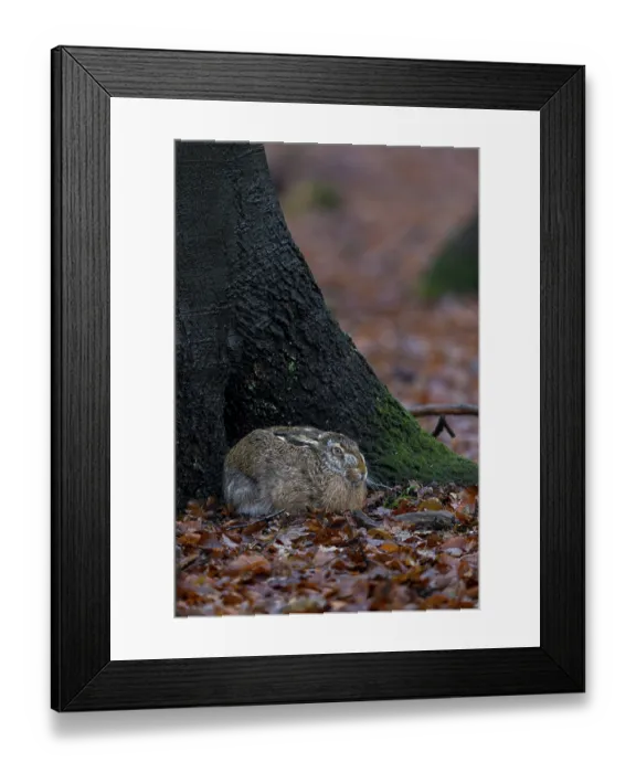 Framed Print : The nest of this brown hare (Lepus europaeus) Framed Print : The nest of this brown hare (Lepus europaeus)