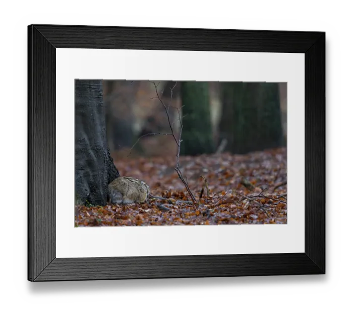 Framed Print : The brown hare (Lepus europaeus) is clearly recognisable in this photo Framed Print : The brown hare (Lepus europaeus) is clearly recognisable in this photo