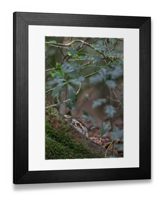 Framed Print : European hare (Lepus europaeus) in the mug at the root of a copper beech