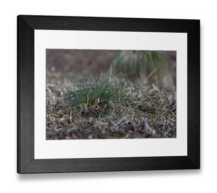 Framed Print : Even with a trained eye, you will hardly spot this brown hare (Lepus europaeus) in its nest Framed Print : Even with a trained eye, you will hardly spot this brown hare (Lepus europaeus) in its nest