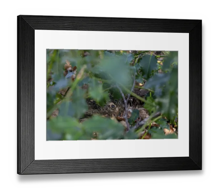 Framed Print : Already at the end of January I discover a hare (Lepus europaeus)