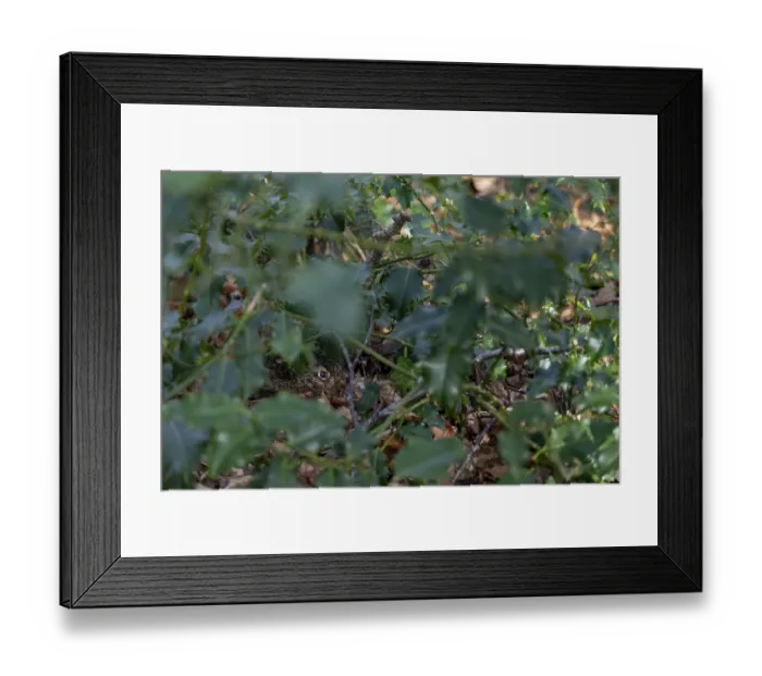 Framed Print : The young European hare (Lepus europaeus) cannot be seen with the naked eye Framed Print : The young European hare (Lepus europaeus) cannot be seen with the naked eye