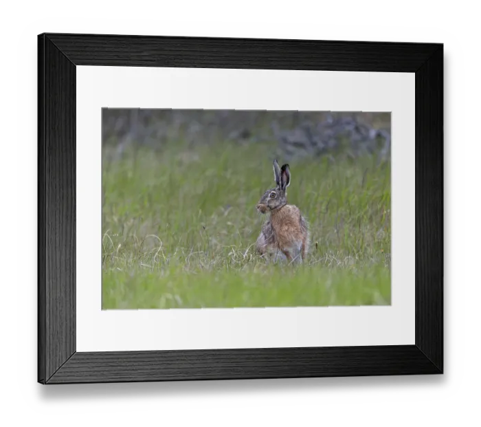 Framed Print : Despite its good camouflage, the brown hare (Lepus europaeus) persists and changes direction