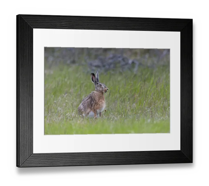 Framed Print : Hunts for wolves are usually lengthy and a visit from a brown hare (Lepus europaeus) is a welcome change