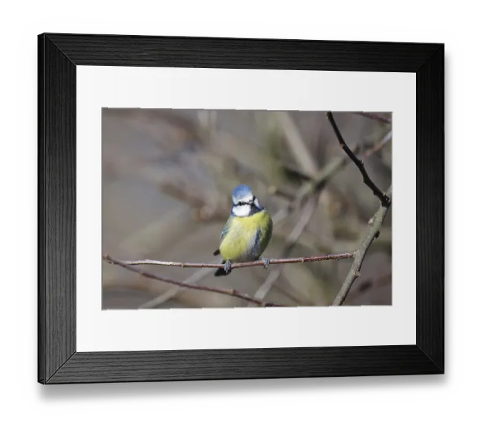 Framed Print : Blue tit (Cyanistes caeruleus)