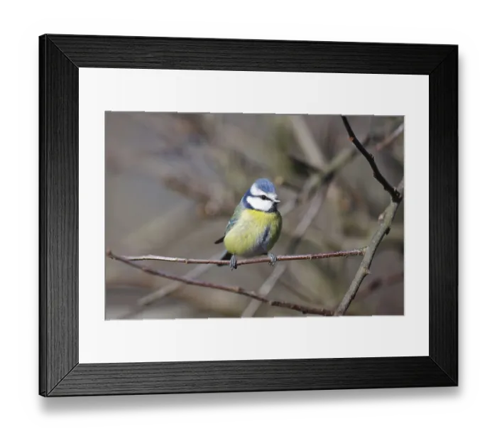 Framed Print : Blue tit (Cyanistes caeruleus) Framed Print : Blue tit (Cyanistes caeruleus)