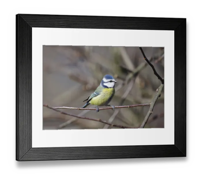 Framed Print : Blue tit (Cyanistes caeruleus)