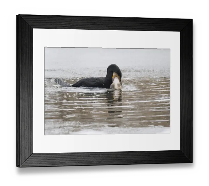 Framed Print : A cormorant (Phalacrocorax carbo) catches a fish in icy water surrounded by a wintry environment Framed Print : A cormorant (Phalacrocorax carbo) catches a fish in icy water surrounded by a wintry environment