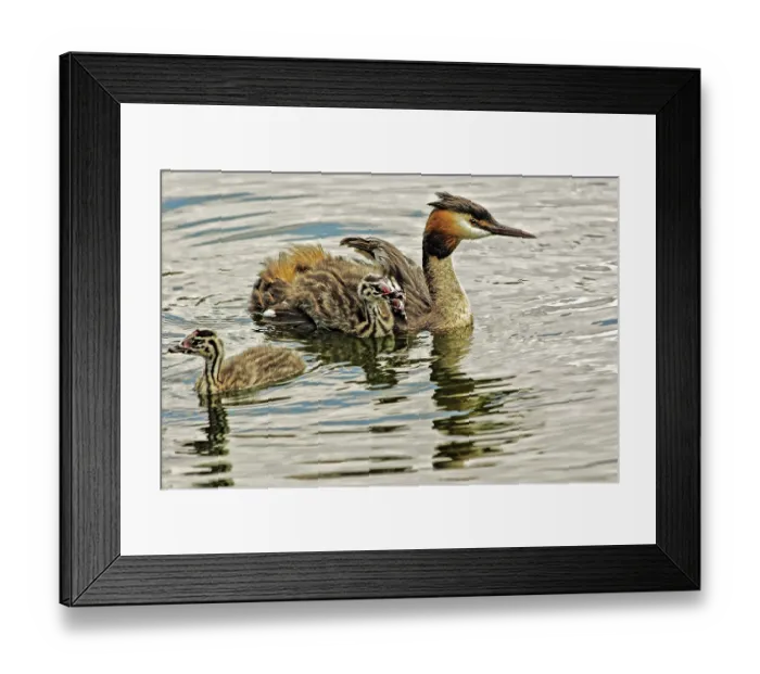 Framed Print : UK Berkshire Great Crested Grebe Family
