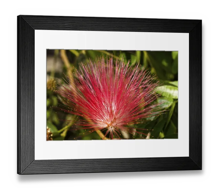 Framed Print : Flower Fireball Lily Scadoxus Multiflorus