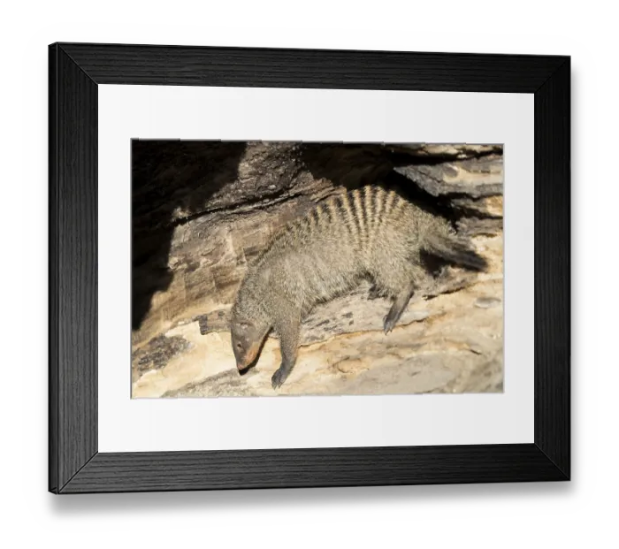Framed Print : An adult zebra mongoose (Mungos mungo) sits in the soft morning light in a hollow
