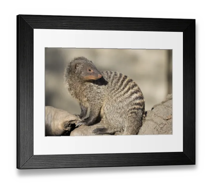 Framed Print : An adult zebra mongoose (Mungos mungo) sits on a hollow