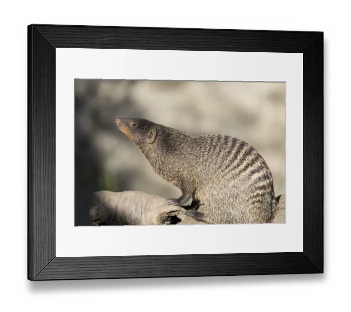 Framed Print : An adult zebra mongoose (Mungos mungo) sits on a hollow Framed Print : An adult zebra mongoose (Mungos mungo) sits on a hollow