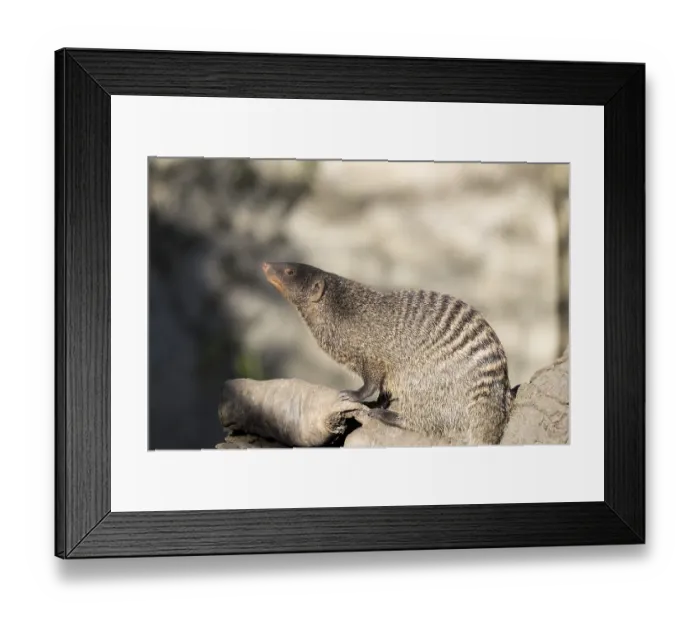 Framed Print : An adult zebra mongoose (Mungos mungo) sits on a hollow