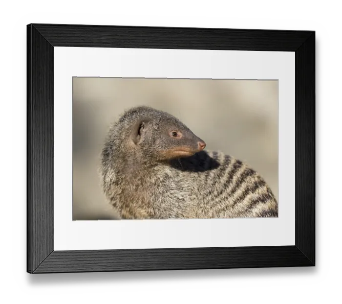 Framed Print : An adult zebra mongoose (Mungos mungo) sits on a hollow