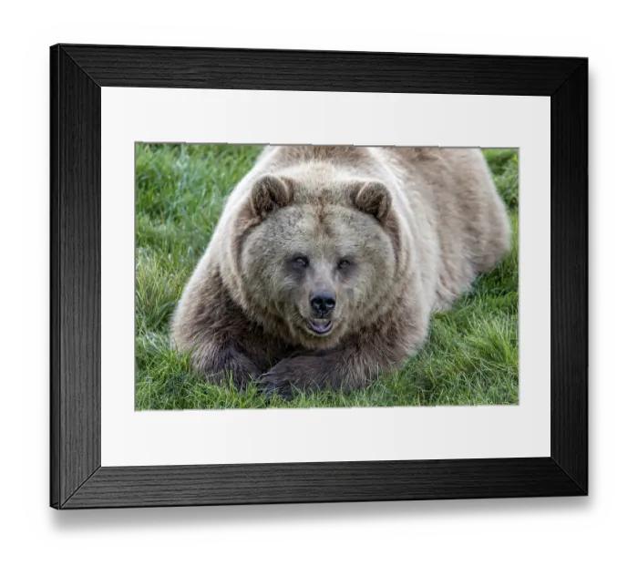 Framed Print : European brown bear (Ursus arctos) resting relaxed in a meadow with its mouth open