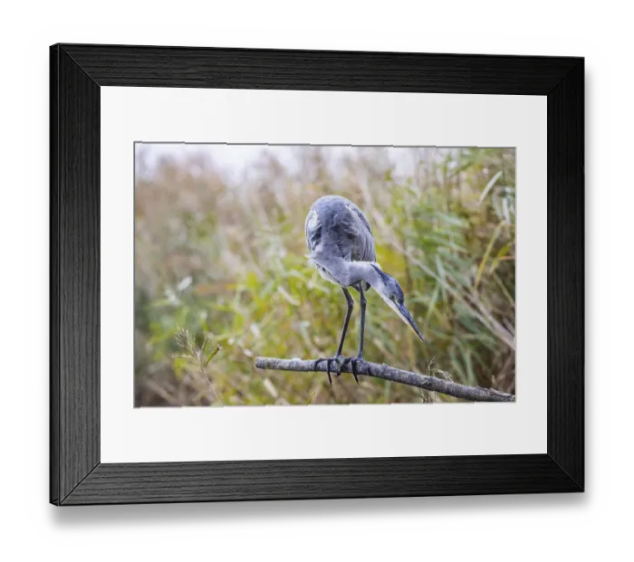 Framed Print : Grey heron (Ardea cinerea) Germany