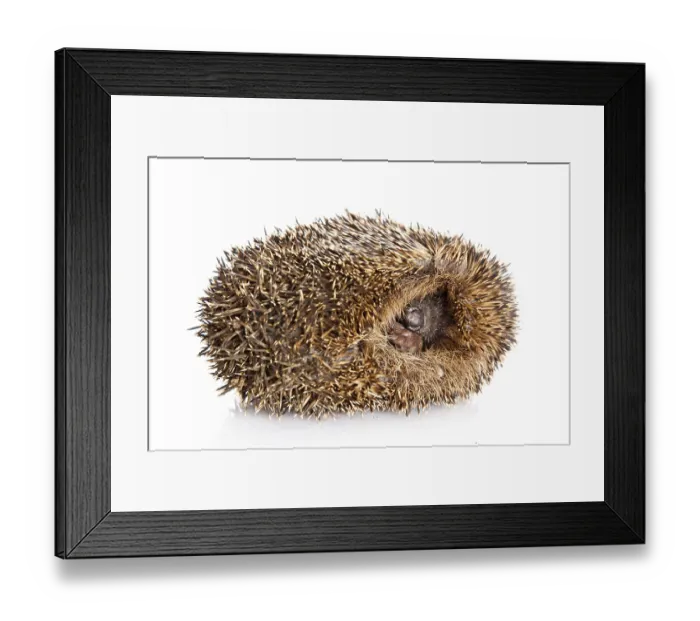 Framed Print : Hedgehog on a white background
