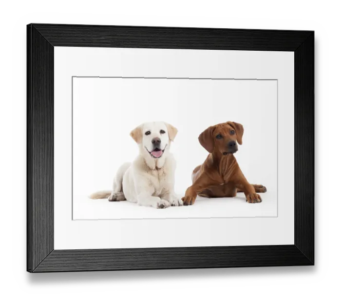 Framed Print : Happy dog photographed in the studio on a white background