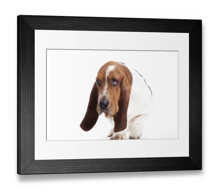 Framed Print : Happy dog photographed in the studio on a white background