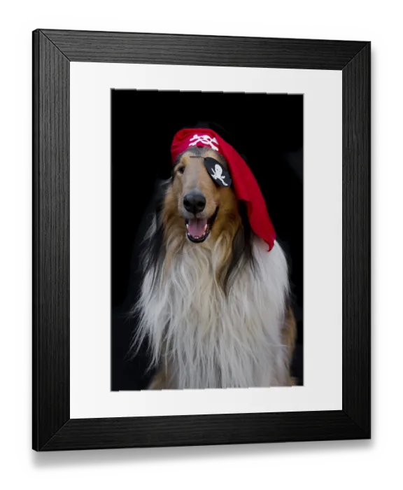 Framed Print : Portrait of a golden collie dog in pirate costume isolated on black background