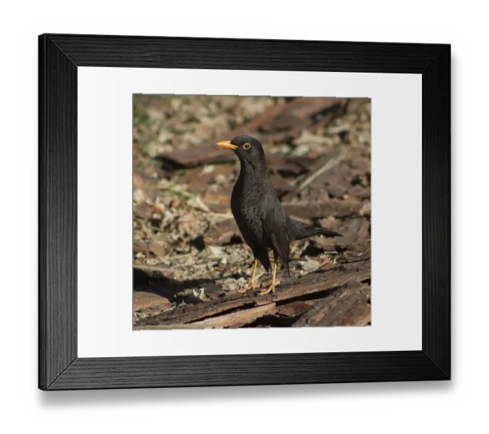 Framed Print : A blackbird walking through the field in South America Framed Print : A blackbird walking through the field in South America