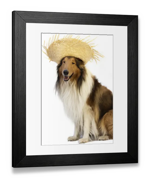Framed Print : Collie dog with straw hat to celebrate the junina holidays isolated on white