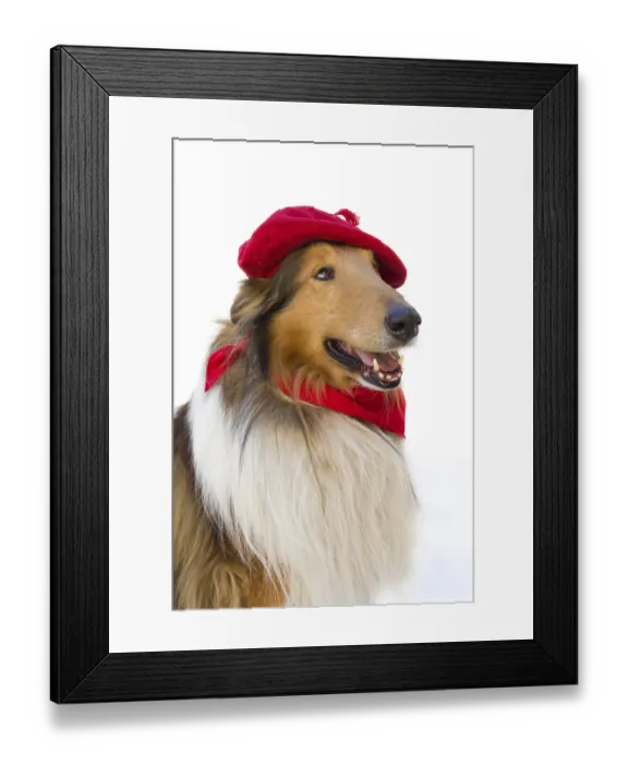 Framed Print : Portrait of rough collie with beret and red scarf on white background