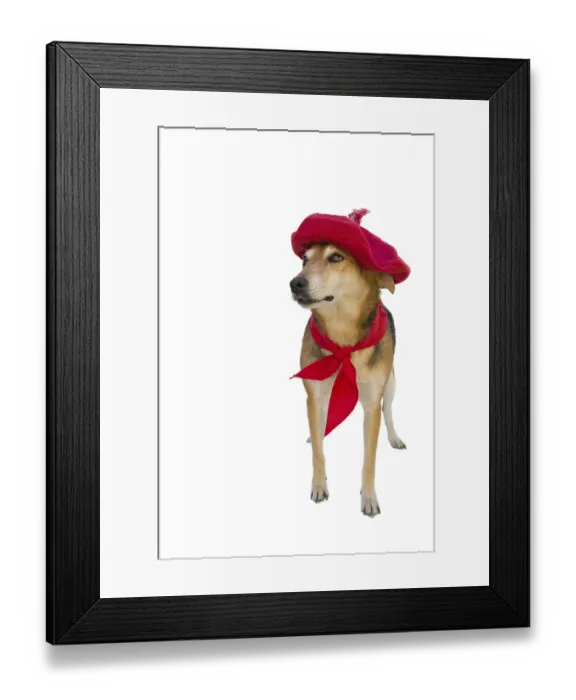 Framed Print : Portrait of mongrel dog with beret and red scarf on white background Framed Print : Portrait of mongrel dog with beret and red scarf on white background