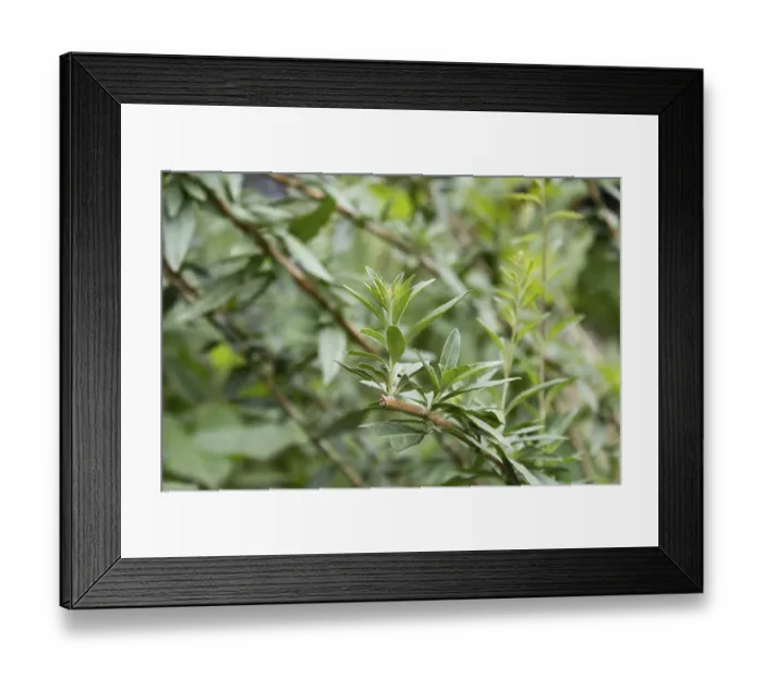 Framed Print : Aloysia polystachya plant known as burro or burrito native to South America