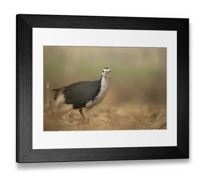 Framed Print : A white-breasted waterhen (Amaurornis phoenicurus) Framed Print : A white-breasted waterhen (Amaurornis phoenicurus)