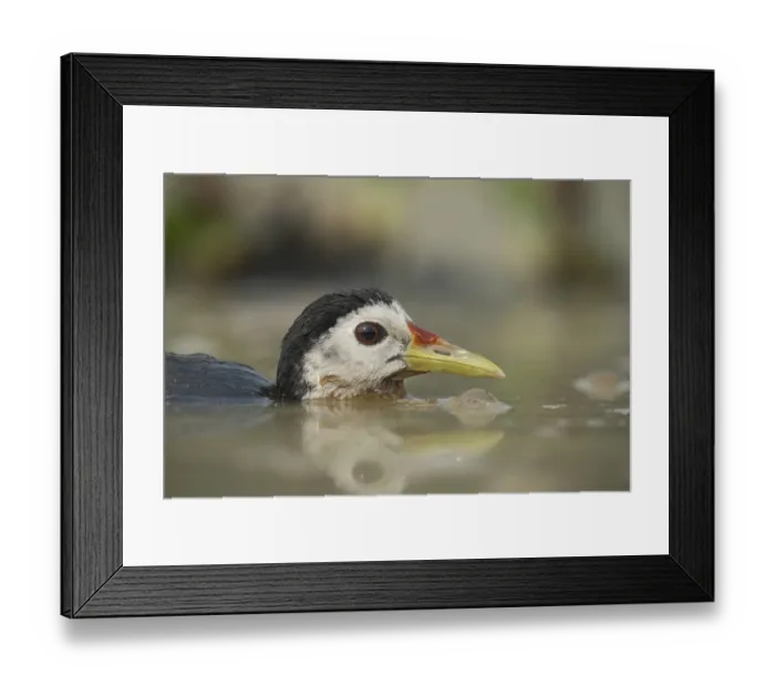 Framed Print : A white-breasted waterhen (Amaurornis phoenicurus) in the water Framed Print : A white-breasted waterhen (Amaurornis phoenicurus) in the water