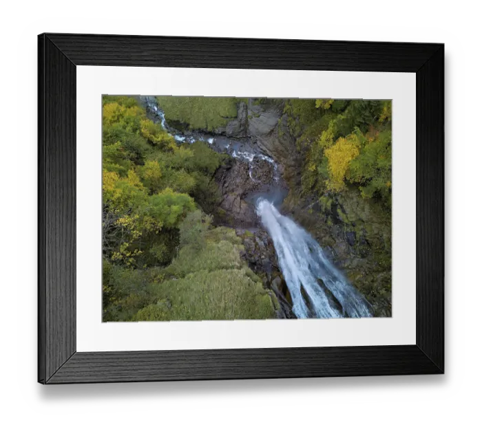 Framed Print : Autumn-coloured sycamore maple (Acer pseudo plantanus)