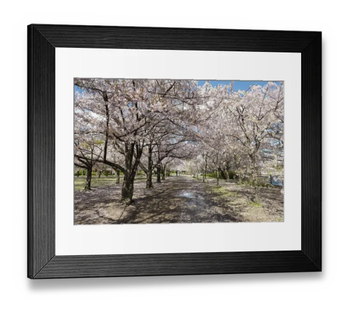 Framed Print : Blooming cherry trees in a park at Osaka Castle Moat