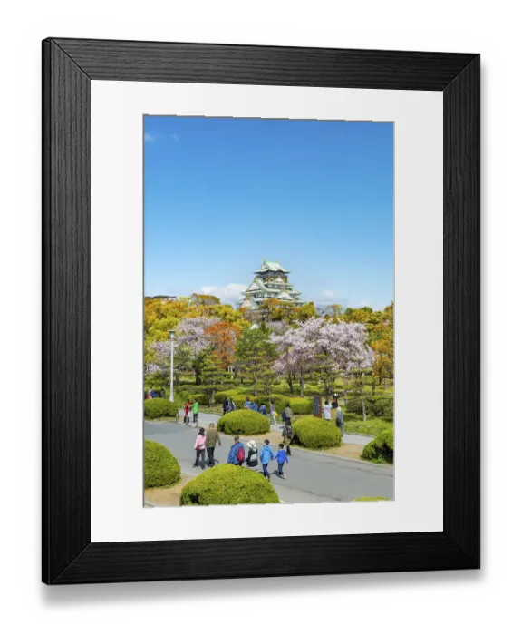 Framed Print : Osaka castle with blooming cherry trees in the park Framed Print : Osaka castle with blooming cherry trees in the park