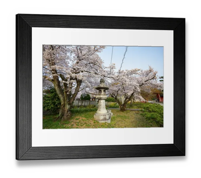 Framed Print : Stone lantern and blooming cherry trees Framed Print : Stone lantern and blooming cherry trees
